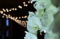 Wedding Lighting, Chandeliers, Festoons and Fairy Lights in and around Wellington